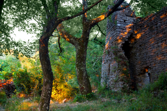 Golden summer sun illuminating ancient stone ruins and forest trees – a sacred setting for Norse solstice rituals and nature-based celebration.