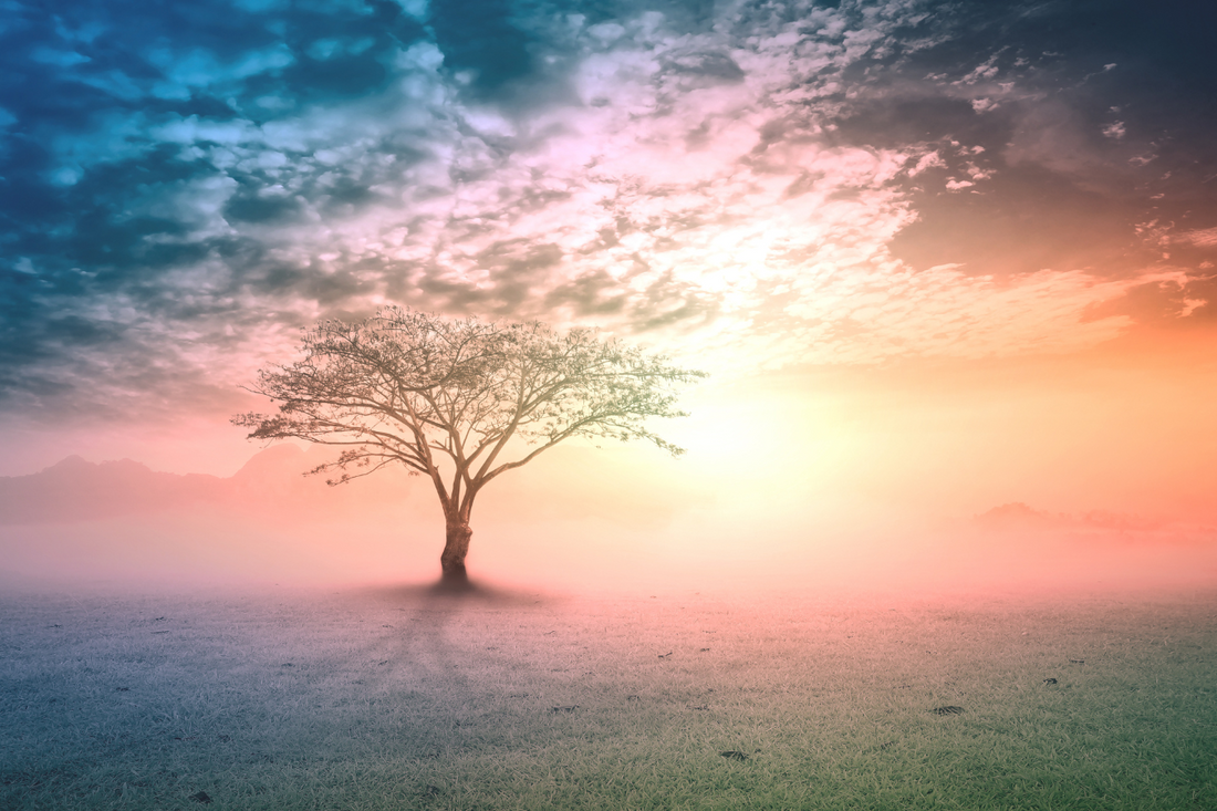 Lone tree in misty sunrise landscape, symbolizing Yggdrasil and Norse mythology, evoking spiritual calm and sacred presence.