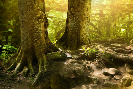 Ancient forest path beneath towering trees and golden light, symbolizing Yggdrasil and the spiritual journey through Norse realms.