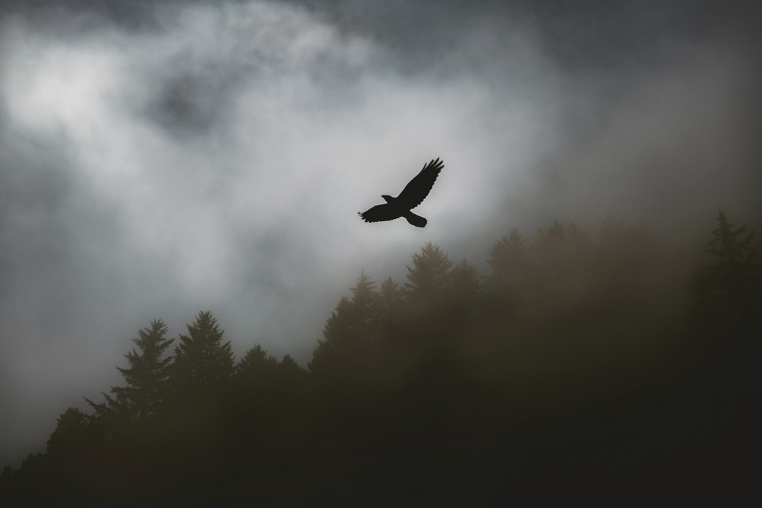 Silhouette of a raven soaring above mist-shrouded forest, symbolizing Odin’s vision, sacred knowledge, and Norse ritual insight.